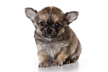 chihuahua dog puppy looking at the camera (isolated on white background)