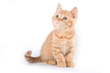 Fototapeta na wymiar Funny kitten British cat (isolated on white)
