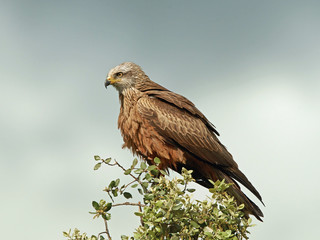 Black kite (Milvus migrans)