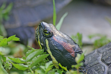 turtle