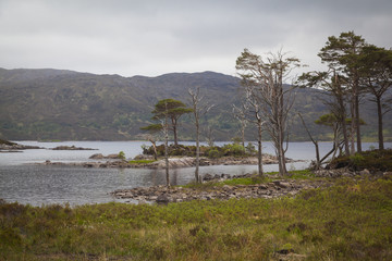 Bäume am Ufer des Loch Assynt, Highlands, Lairg, Schottland