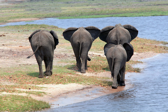 elephant family leaving a waterhole, rear view
