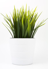 grass in flowerpot isolated on white background