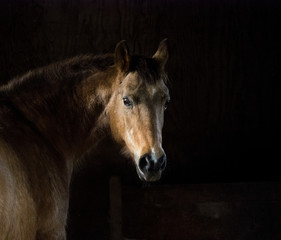 portrait of a horse