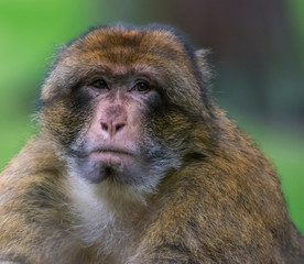 Barbary Macaque