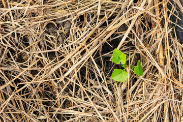 growing small green plant