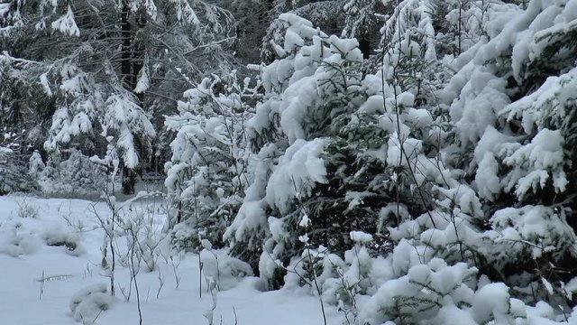 лес впервые встречает снег в этом году