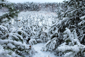 Christmas trees in the winter forest