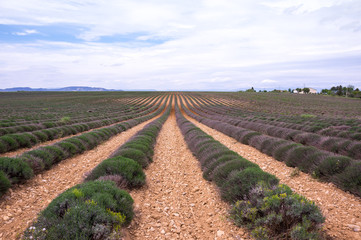 Fototapeta na wymiar Fields of Provence