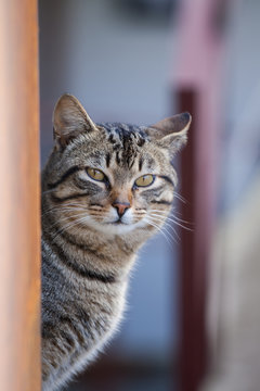 Common domestic cat