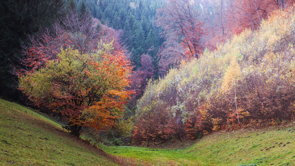 Four season tree. Spring Summer Fall and Winter in only one tree in same time.