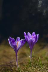 Fototapeta premium two delicate crocus flower covered with dew drops on a black background. beautiful circles of sunlight, natural dark forest background. 