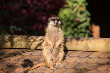 Erdmännchen
