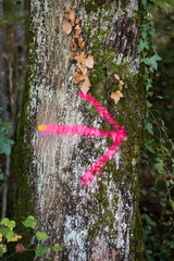Arrow, right, painted in pink on a tree