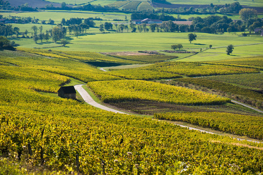 vineyard landscape with houses