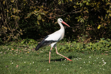 Störche