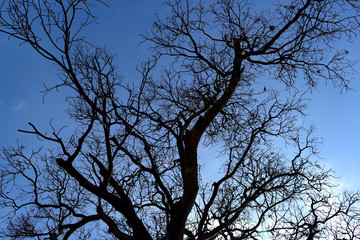 Photograph featuring a tree without its leaves on a crisp Autumn