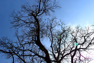 Photograph featuring a tree without its leaves on a crisp Autumn