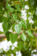 Leaves bodhi tree on a rainy day.