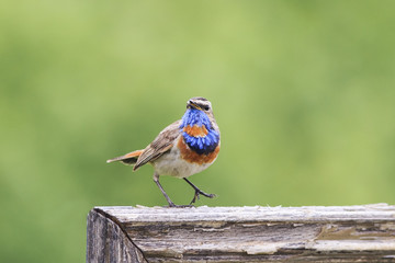 the bird is the Bluethroat sings one hundred on a wooden fence 