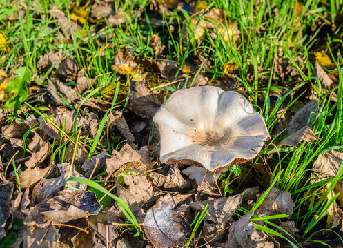 Saucer shaped mushroom between fresh green grass and withered leaves