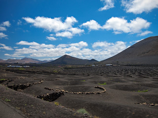 Bright green vineyards and bodegas on black slopes of volcanic mountains. Hills on the background of deep blue sky with white clouds. Lanzarote, Canary Islands, Spain