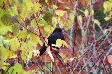 Blackbird