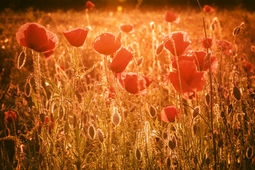 Red poppy in sunlight, nature background of memory symbol