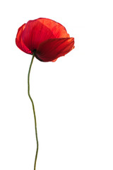 Single red poppy as memory symbol isolated on white background