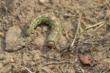 Kiefernschwärmer Raupe