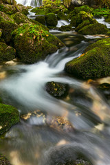 A rapid  mountain creek running deep in a dense forest