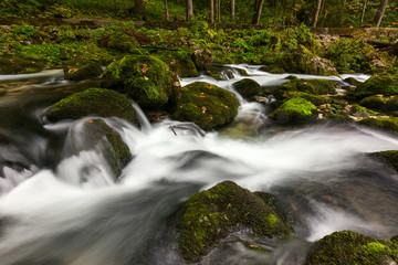 A rapid  mountain creek running deep in a dense forest