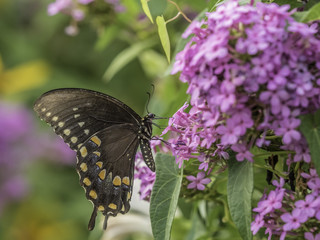 Eastern tiger swallowtail, Papilio glaucus