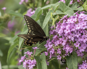 Eastern tiger swallowtail, Papilio glaucus