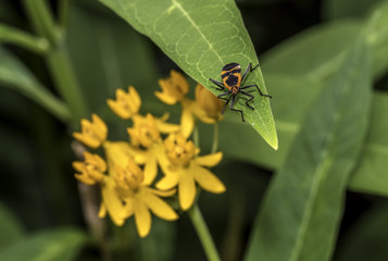 Milkweed bug on plant
