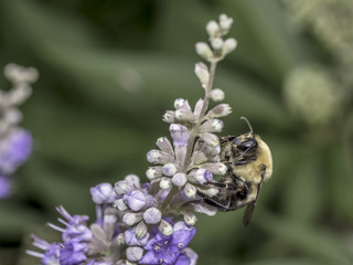 bumblebee on flower in summer