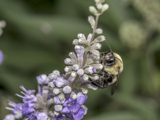bumblebee on flower in summer