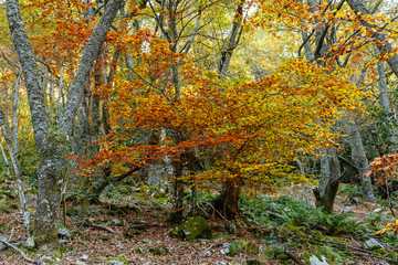 Centenary oak in the mountains of Asturias