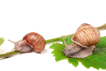 two snails crawling on the vine with leaf white background