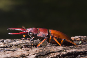 Stag Beetle (Prosopocoilus kannegieteri) Beetle insect