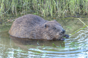 funny beavers