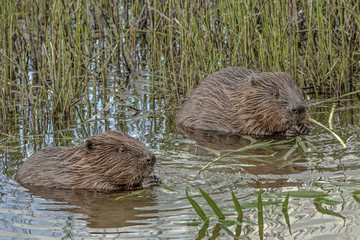 funny beavers © serhio777