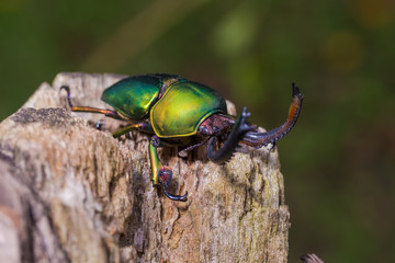 Longhorn beetle (Loesse sanguinolenta), Beetle