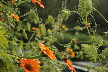 flor