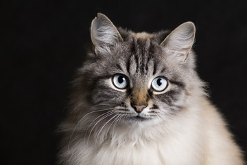 Fototapeta na wymiar fashion portrait of a Siamese cat with blue eyes