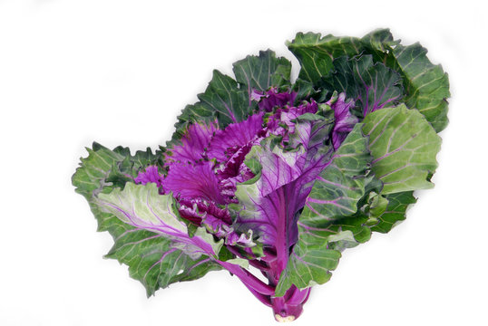 kale cabbage button hole isolated on white