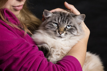 dissatisfied Siamese cat in the arms of a woman