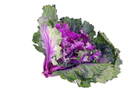 kale cabbage button hole isolated on white