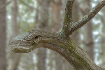 interesting piece of dead tree