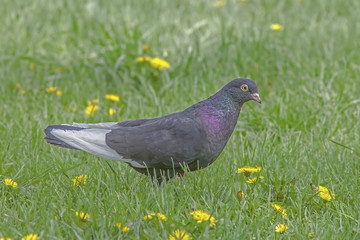 Beautiful pigeon in the green grass